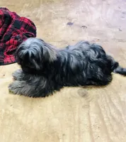 Ash, a female Shih Tzu for sale in Harrogate, TN – Photo 2 of 10