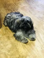 Ash, a female Shih Tzu for sale in Harrogate, TN – Photo 9 of 10