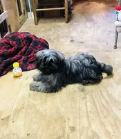 Ash, a female Shih Tzu for sale in Harrogate, TN – Photo 3 of 10