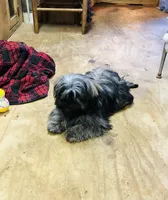 Ash, a female Shih Tzu for sale in Harrogate, TN – Photo 4 of 10