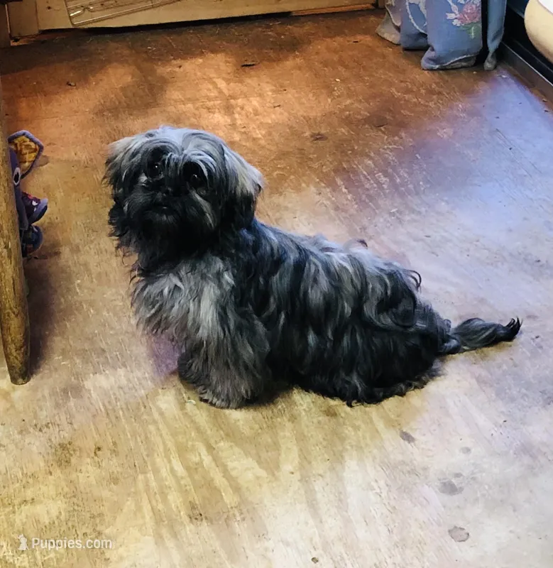 Ash – Shih Tzu puppy for sale in Harrogate, TN