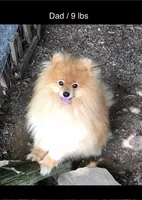 Shadow, a male Pomeranian for sale in Harrogate, TN – 8 of 10