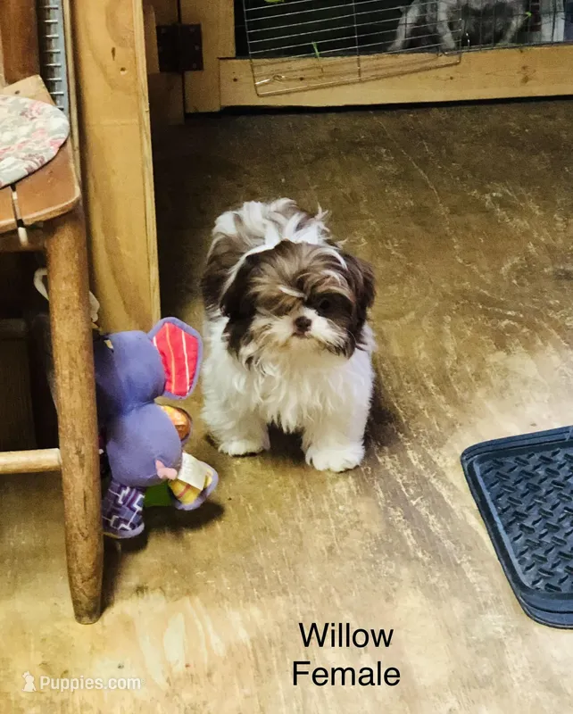 Willow – Shih Tzu puppy for sale in Harrogate, TN