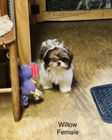 Willow, a female Shih Tzu for sale in Harrogate, TN – Photo 1 of 10
