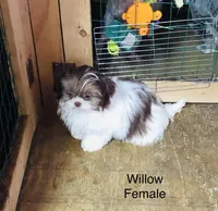 Willow, a female Shih Tzu for sale in Harrogate, TN – Photo 3 of 10