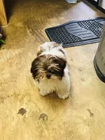 Willow, a female Shih Tzu for sale in Harrogate, TN – Photo 7 of 10