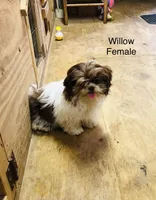 Willow, a female Shih Tzu for sale in Harrogate, TN – Photo 2 of 10