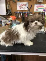 Willow, a female Shih Tzu for sale in Harrogate, TN – Photo 9 of 10