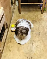 Willow, a female Shih Tzu for sale in Harrogate, TN – Photo 6 of 10