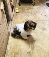 Willow, a female Shih Tzu for sale in Harrogate, TN – Photo 4 of 10