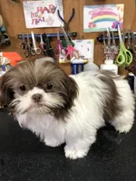 Willow, a female Shih Tzu for sale in Harrogate, TN – Photo 10 of 10