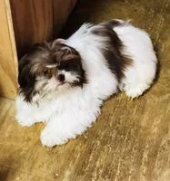 Willow, a female Shih Tzu for sale in Harrogate, TN – Photo 8 of 10