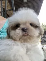 Treasure, a male Shih Tzu for sale in Harrogate, TN – 4 of 10