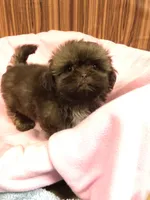 Julie, a female Shih Tzu for sale in Harrogate, TN – 4 of 10