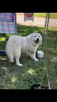 Remi / Free, a male Great Pyrenees for sale in Harrogate, TN – 1 of 2