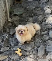 Rusty , a male Shih Tzu for sale in Harrogate, TN – 5 of 9