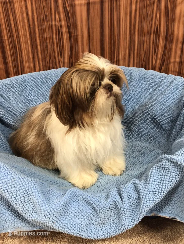 Morrie – Shih Tzu puppy for sale in Harrogate, TN