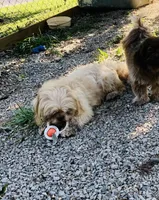 Rusty , a male Shih Tzu for sale in Harrogate, TN – 8 of 9