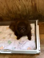 Razzie, a male Pomeranian for sale in Harrogate, TN – 1 of 9