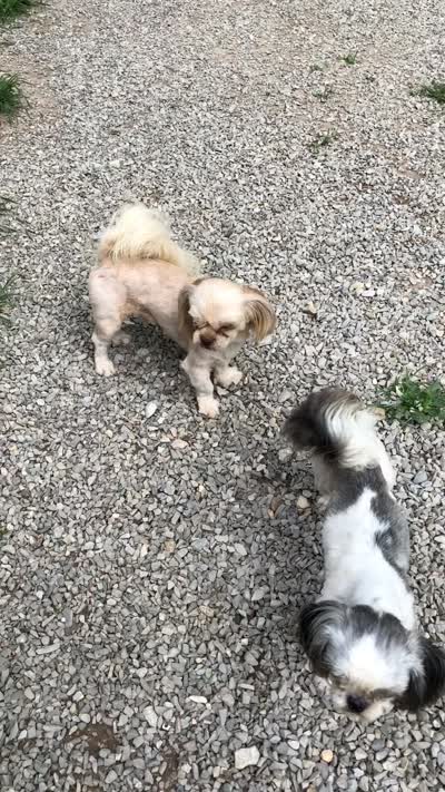 Teddy Bear, a male Shih Tzu for sale in Harrogate, TN – 10 of 10