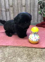 Lovie, a female Shih Tzu for sale in Harrogate, TN – Photo 1 of 10