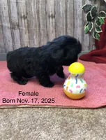 Lovie, a female Shih Tzu for sale in Harrogate, TN – Photo 4 of 10