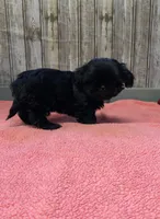 Lovie, a female Shih Tzu for sale in Harrogate, TN – Photo 9 of 10