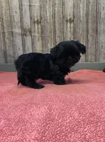 Lovie, a female Shih Tzu for sale in Harrogate, TN – Photo 10 of 10