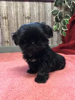 Lovie, a female Shih Tzu for sale in Harrogate, TN – Photo 6 of 10