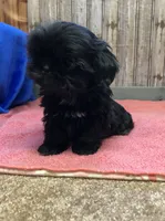 Lovie, a female Shih Tzu for sale in Harrogate, TN – Photo 2 of 10