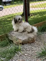 Ross, a male Shih Tzu for sale in Harrogate, TN – 7 of 7