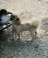 Rusty , a male Shih Tzu for sale in Harrogate, TN – 4 of 10