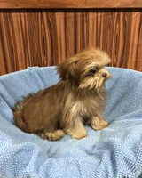 Gabe, a male Shih Tzu for sale in Harrogate, TN – Photo 4 of 10