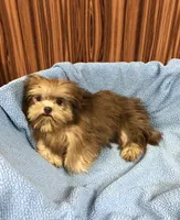 Gabe, a male Shih Tzu for sale in Harrogate, TN – Photo 8 of 10