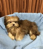 Gabe, a male Shih Tzu for sale in Harrogate, TN – Photo 3 of 10