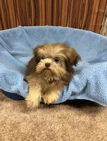 Gabe, a male Shih Tzu for sale in Harrogate, TN – Photo 7 of 10