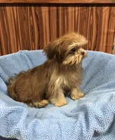 Gabe, a male Shih Tzu for sale in Harrogate, TN – Photo 2 of 10