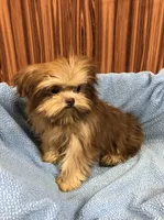 Gabe, a male Shih Tzu for sale in Harrogate, TN – Photo 5 of 10