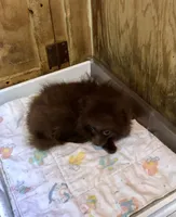 Razzie, a male Pomeranian for sale in Harrogate, TN – 3 of 9