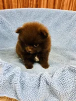 Doodle, a male Pomeranian for sale in Harrogate, TN – 6 of 9