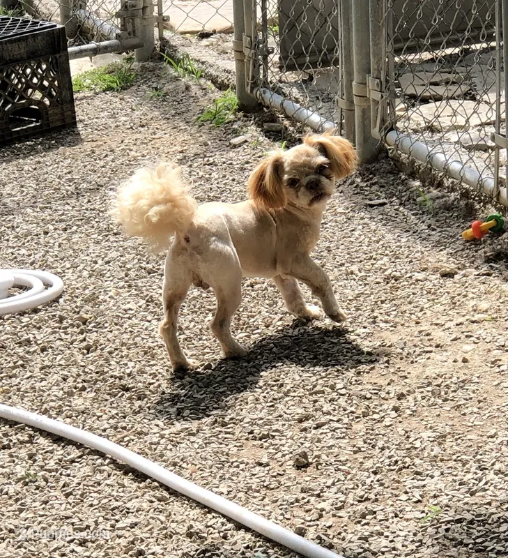 Rusty  – Shih Tzu puppy for sale in Harrogate, TN