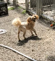 Rusty , a male Shih Tzu for sale in Harrogate, TN – 2 of 10