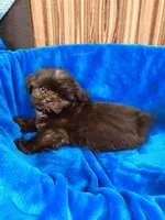 Vince, a male Shih Tzu for sale in Harrogate, TN – 3 of 9