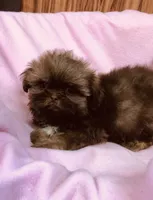 Julie, a female Shih Tzu for sale in Harrogate, TN – 2 of 10