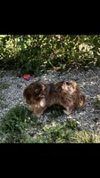 Denton, a male Shih Tzu for sale in Harrogate, TN – 6 of 10