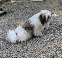 Ross, a male Shih Tzu for sale in Harrogate, TN – 6 of 7