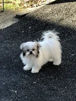 Dolly, a female Shih Tzu for sale in Harrogate, TN – 7 of 10