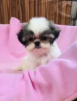 Dolly, a female Shih Tzu for sale in Harrogate, TN – 2 of 10