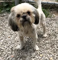 Prince, a male Shih Tzu for sale in Harrogate, TN – 3 of 7