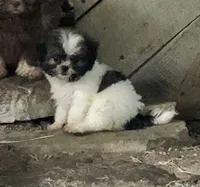 Ruby, a female Shih Tzu for sale in Harrogate, TN – 2 of 9